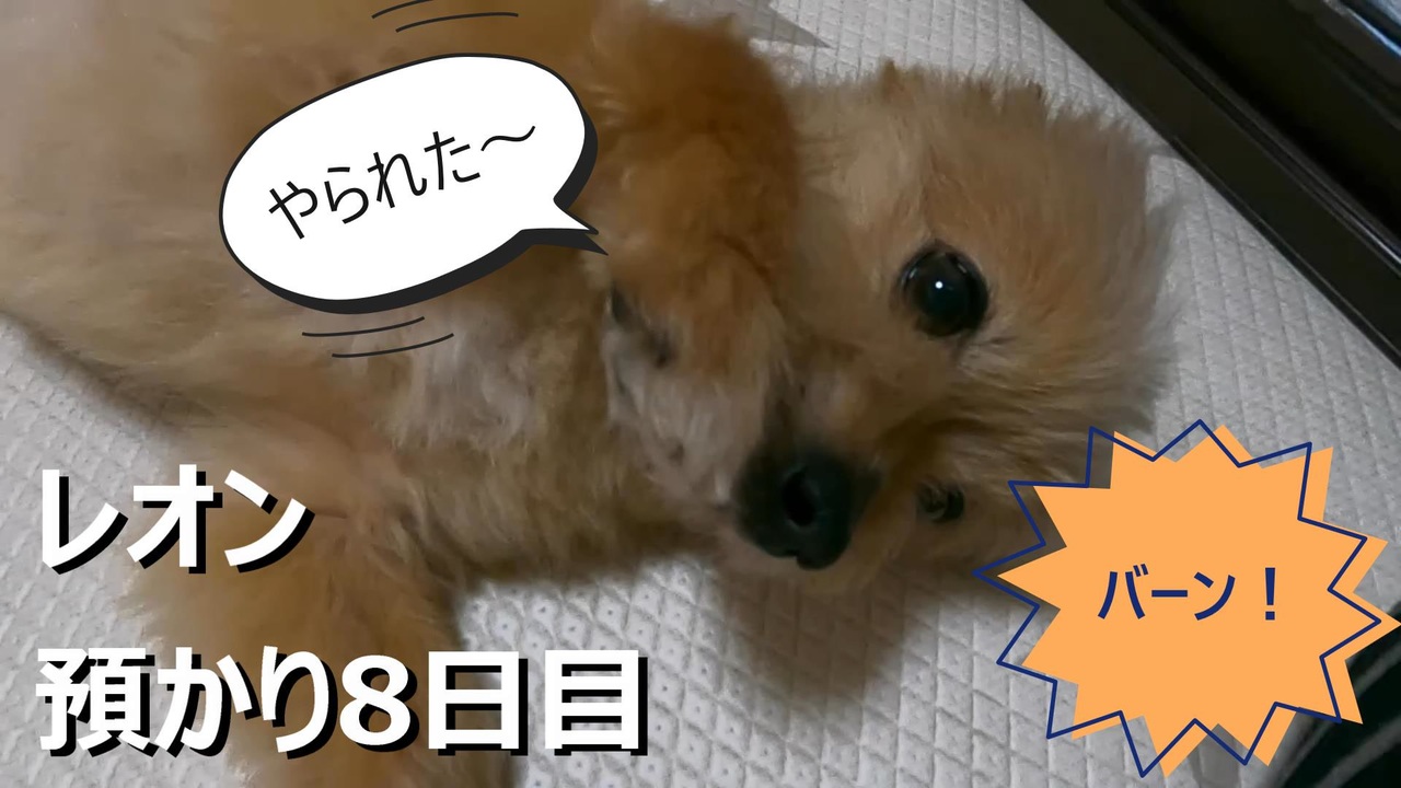 人気の ミックス犬 動画 40本 ニコニコ動画