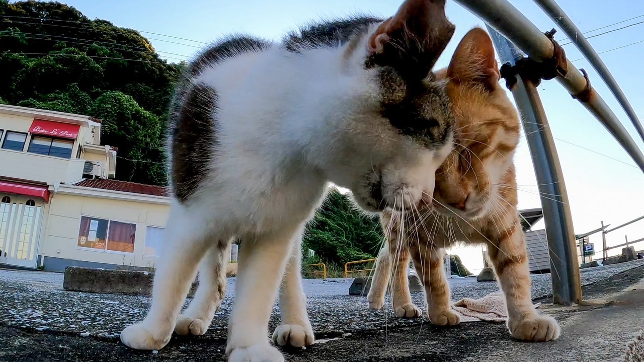 仲良し猫二人組 激しい頭突きの応酬 ニコニコ動画