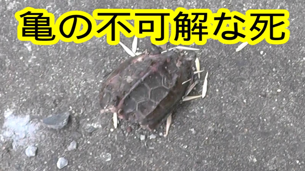22 亀を襲った生き物no1 カメの不可解な死 ニコニコ動画
