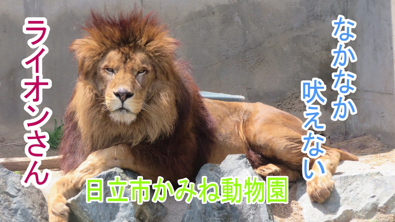なかなか吠えないライオンさん 日立市かみね動物園 ニコニコ動画