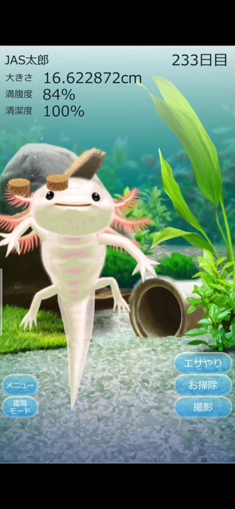ウーパールーパー育成 230 236日目 ニコニコ動画