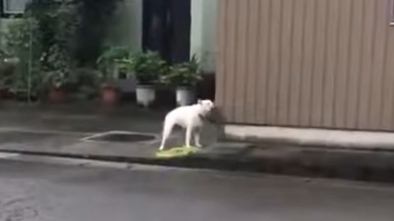 4 と 鳴く 犬