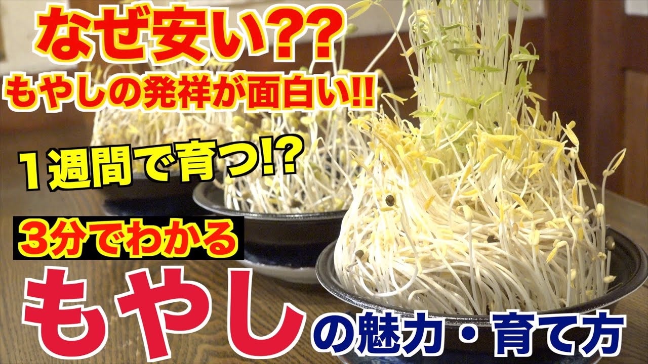 もやしってなんで安いの？これを見たらわかります!! - ニコニコ動画