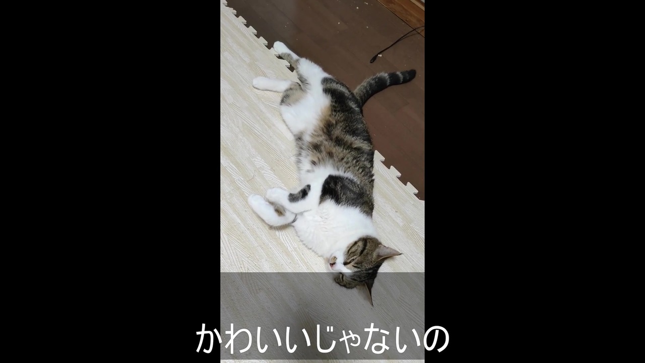 床の上でぐてっと毛づくろいする猫がかわいい ニコニコ動画