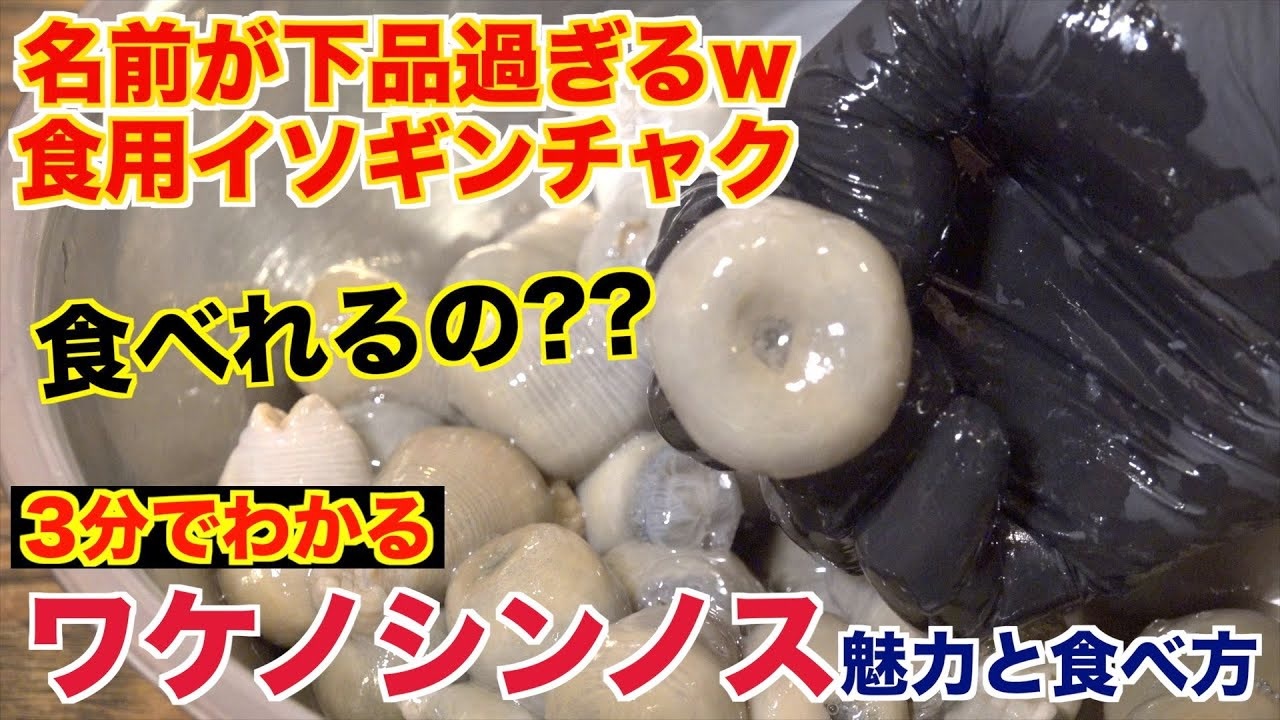 下品過ぎる 食用イソギンチャク ワケノシンノス 食べてみた ニコニコ動画