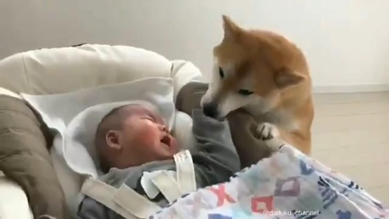 ホモと見る 赤ちゃんが泣かないように必死にあやす優しい柴犬 ニコニコ動画