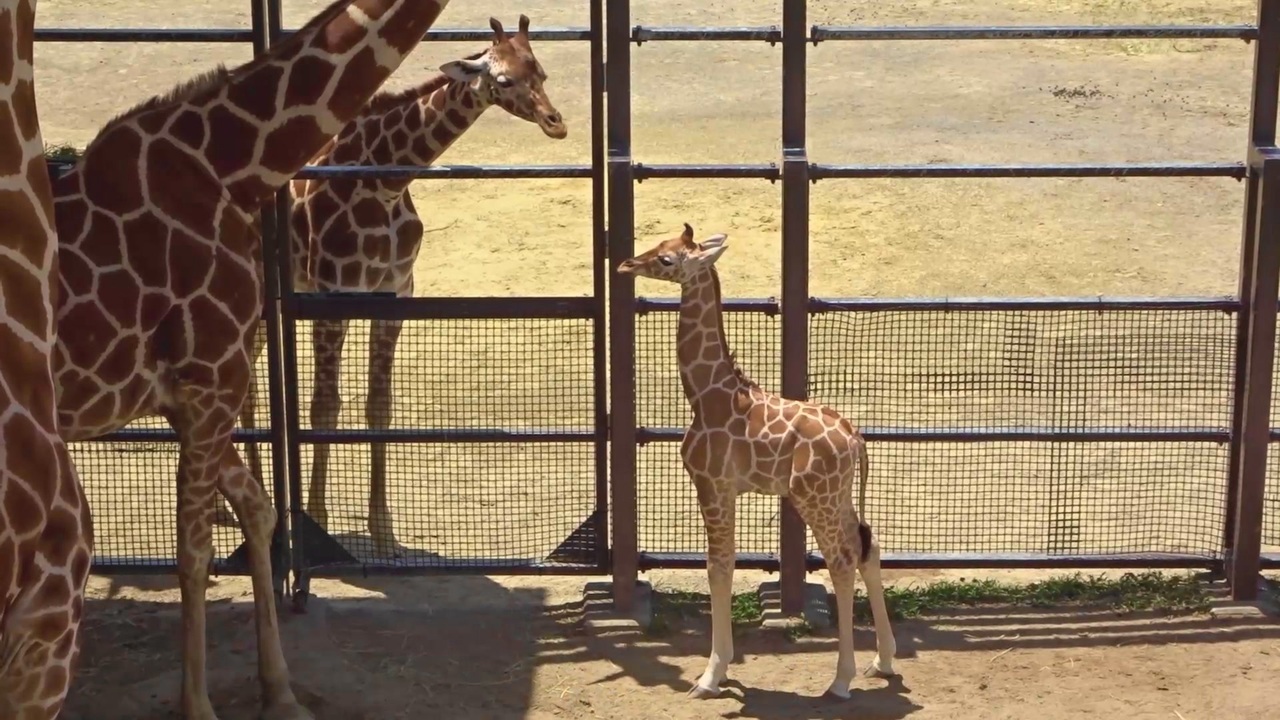 人気の 京都市動物園 動画 114本 ニコニコ動画