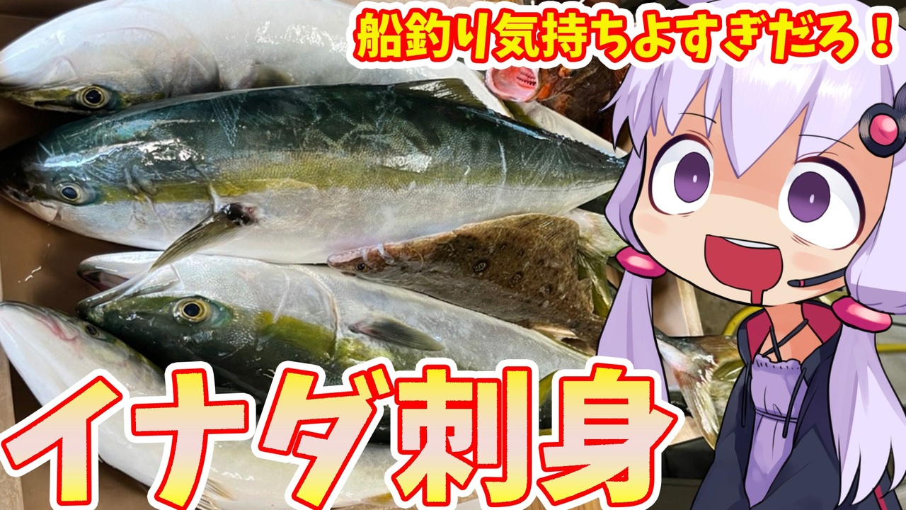 ゆかりが脂っこいもの食べるだけ イナダの刺身作るよ イナダ 大洗 船釣り ニコニコ動画