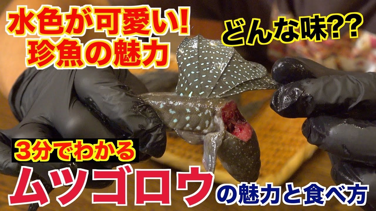 珍魚 見た目がヤバい ムツゴロウってなに 美味しいの ニコニコ動画