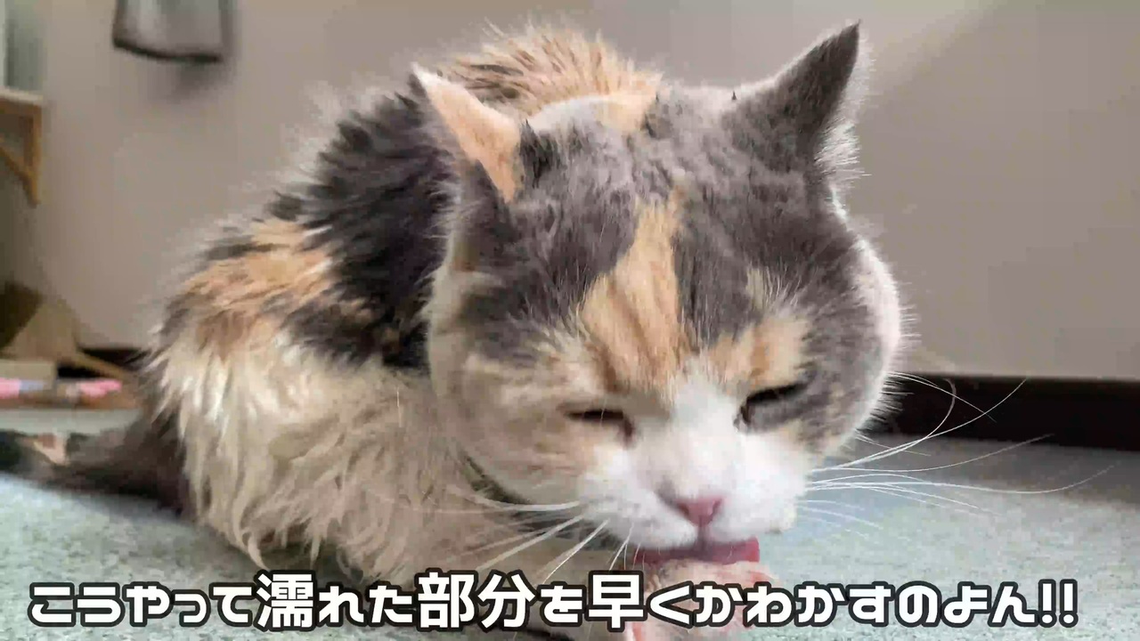 風呂上がりの猫はこんな感じ ニコニコ動画