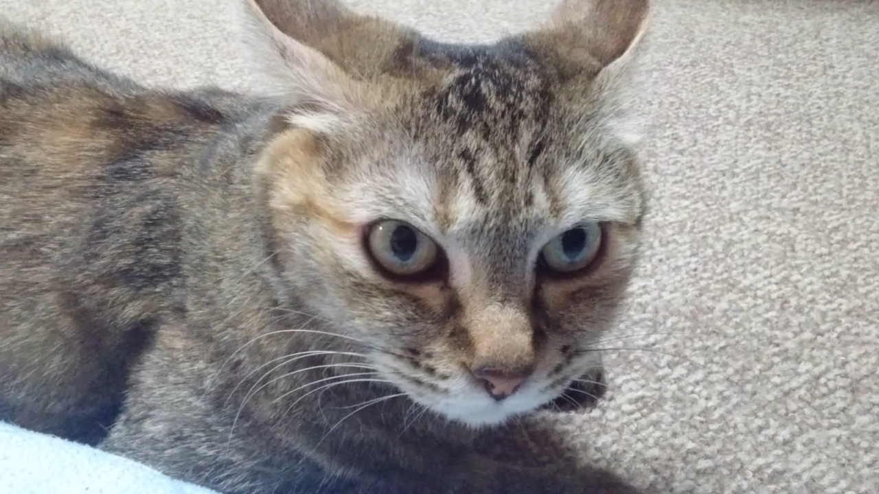 人気の 猫 Or ねこ Or ネコ Or ぬこ Or にゃんこ 動画 417本 4 ニコニコ動画