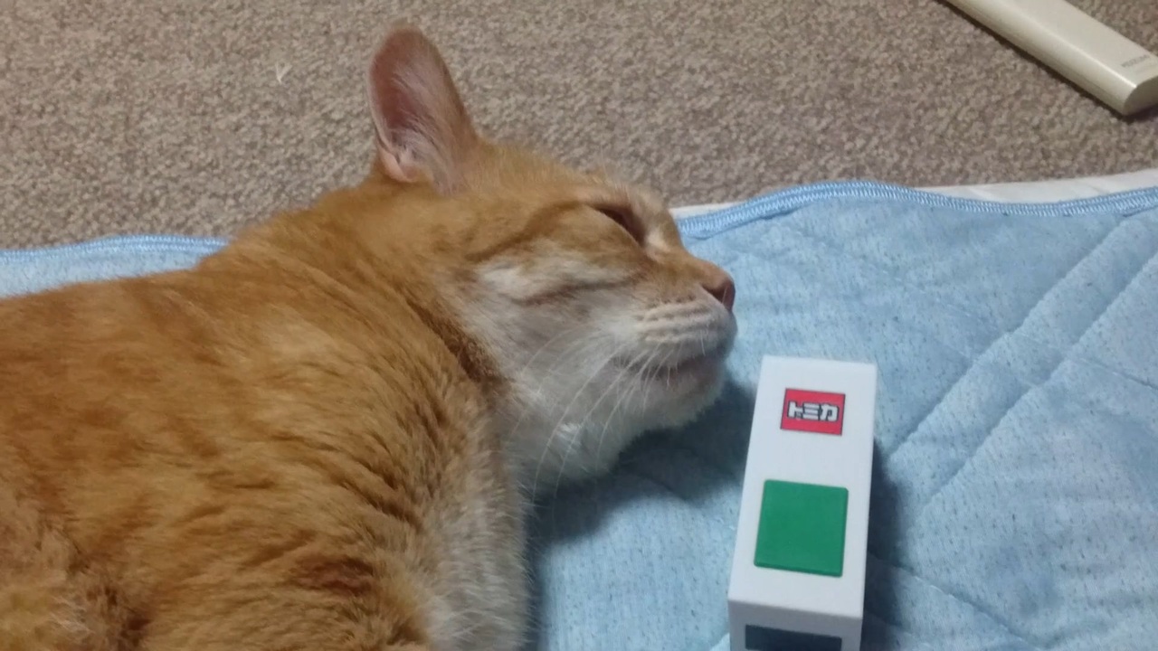 人気の 猫 Or ねこ Or ネコ Or ぬこ Or にゃんこ 動画 417本 4 ニコニコ動画