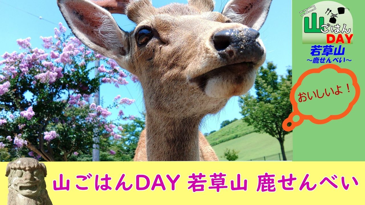 ニコニコ山ごはんDAY】若草山で鹿せんべい！！【賞味部門？】 - ニコニコ動画