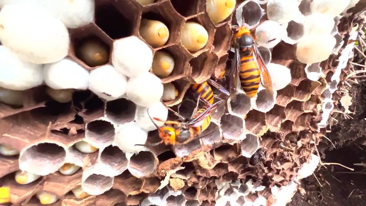 人気の オオスズメバチ 動画 本 ニコニコ動画