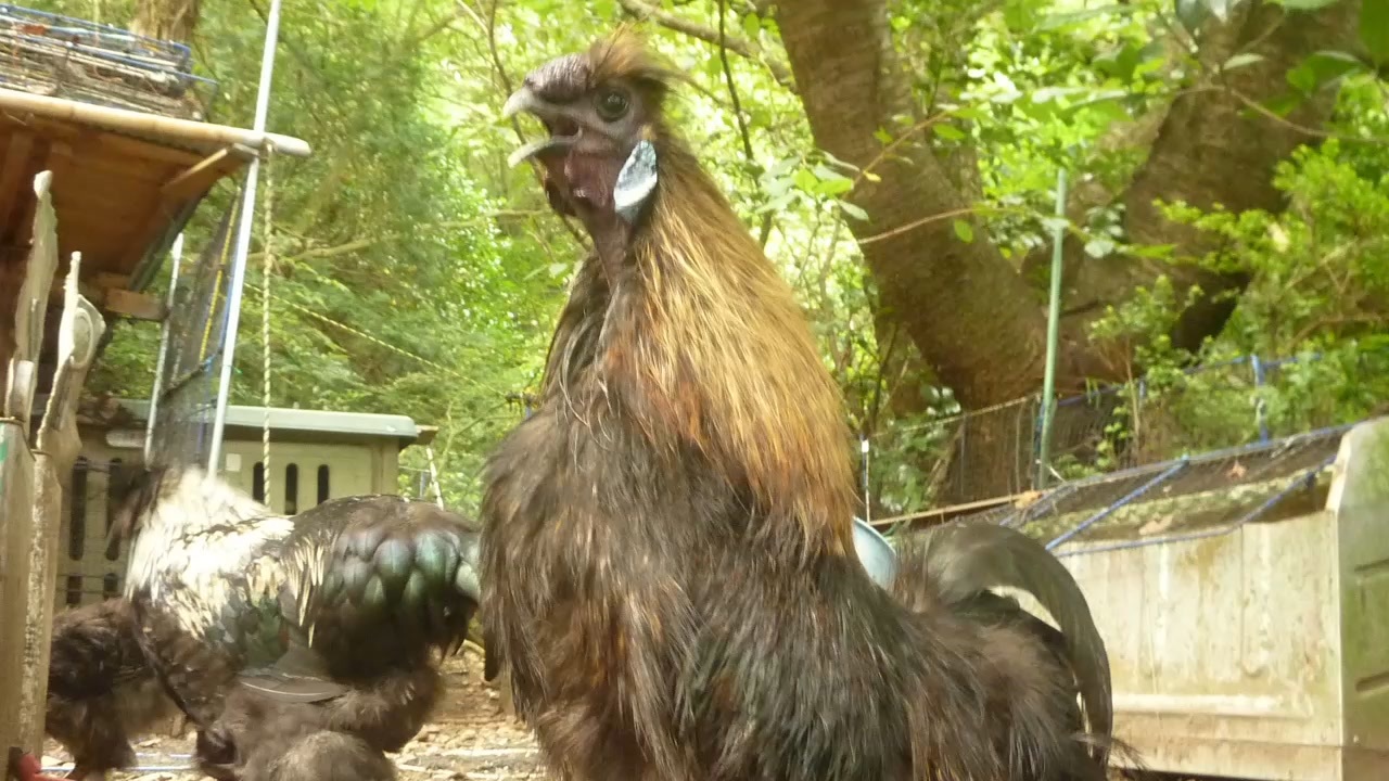 人気の ニワトリ 動画 1 001本 ニコニコ動画