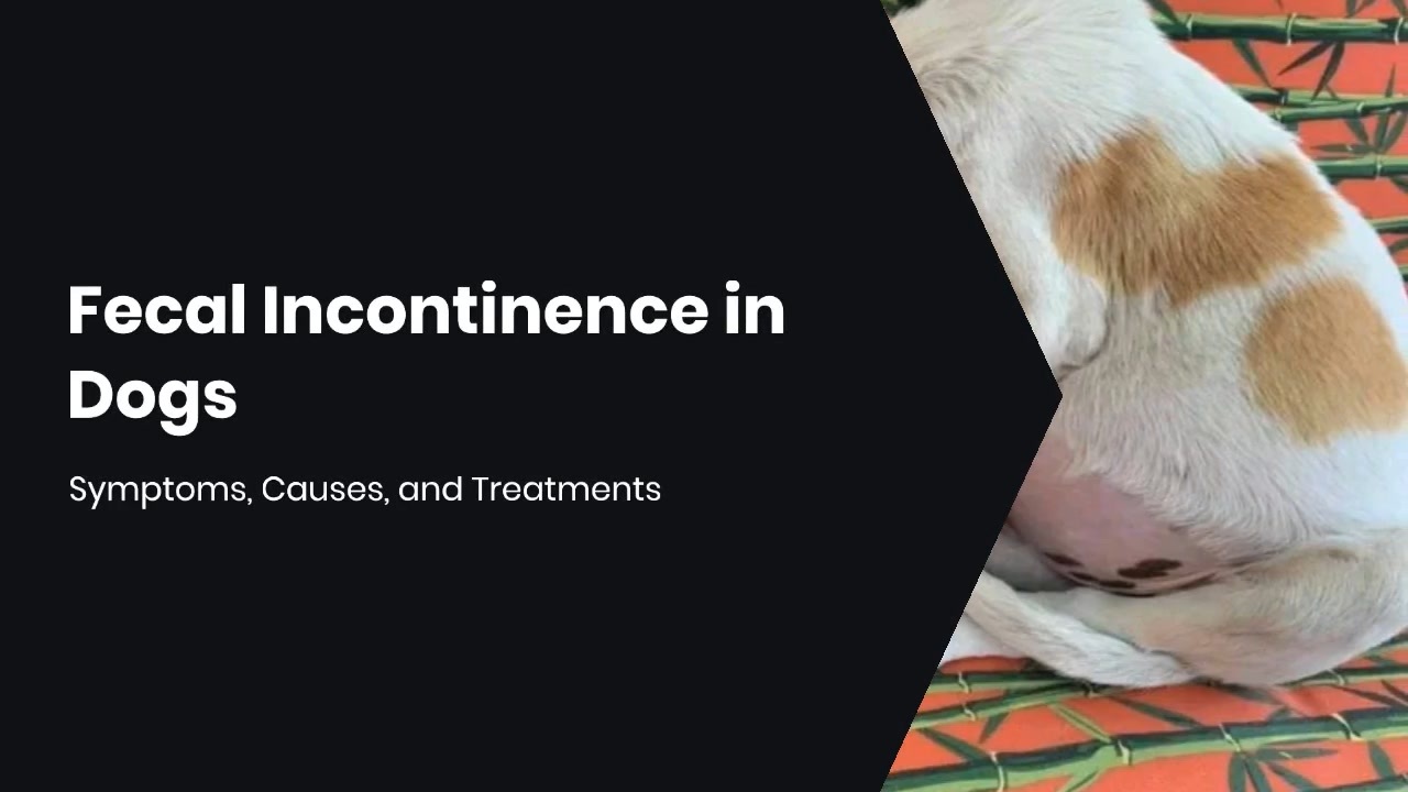 Fecal Incontinence in Dogs Symptoms, Causes, and Treatments ニコニコ動画