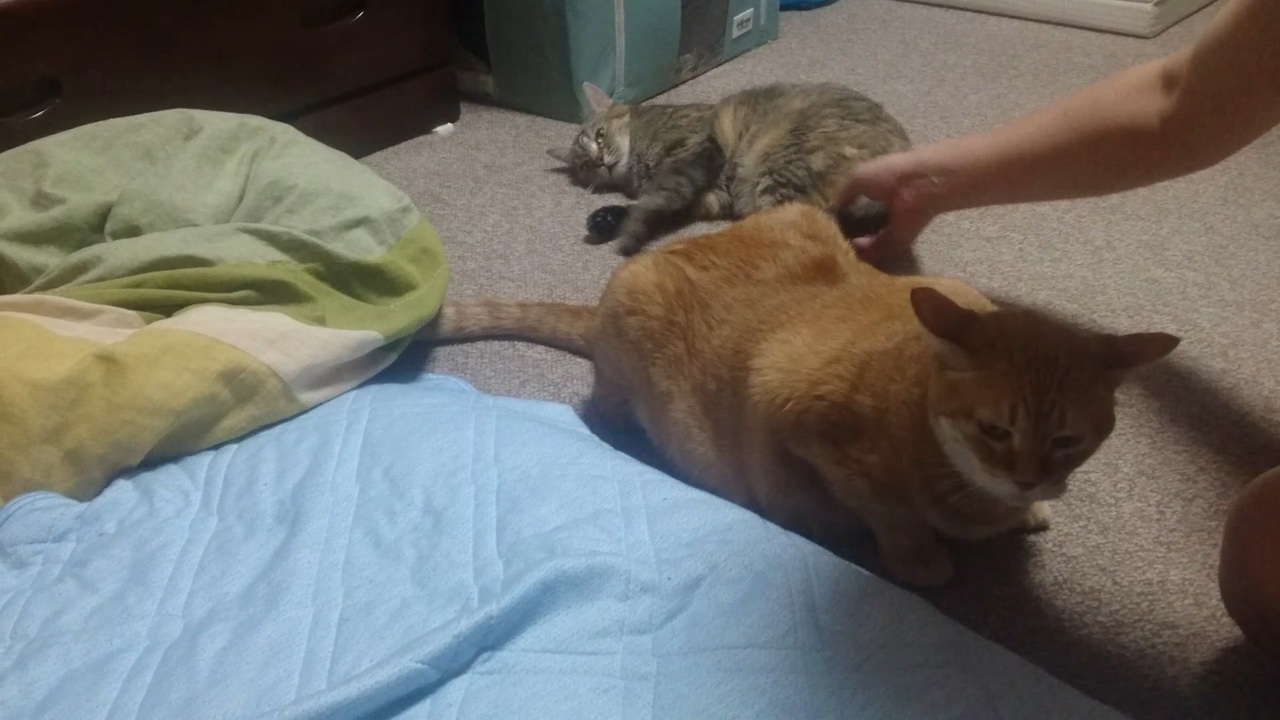 人気の 猫 Or ねこ Or ネコ Or ぬこ Or にゃんこ 動画 417本 4 ニコニコ動画