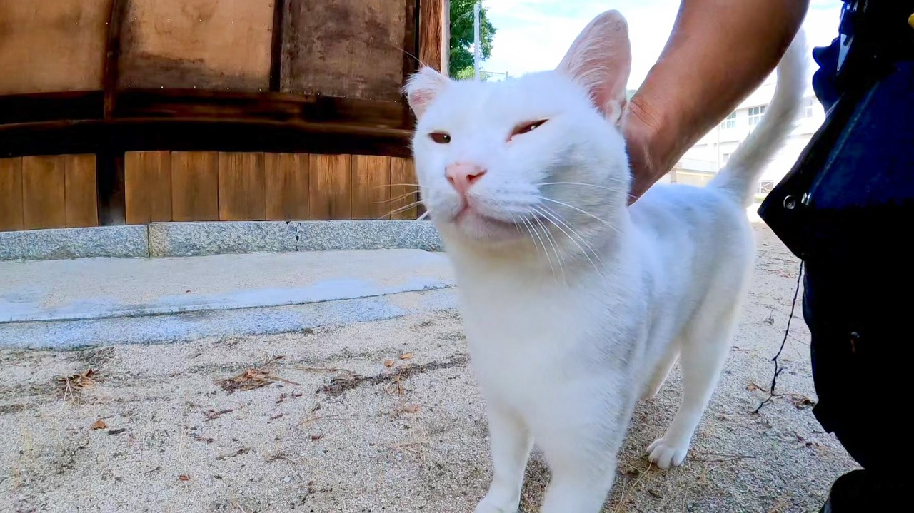 神社の白猫は神の使い 擦り寄ってくる白猫ちゃんがかわいい ニコニコ動画