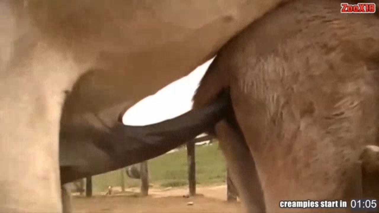 馬 ちんこ無修正画像 