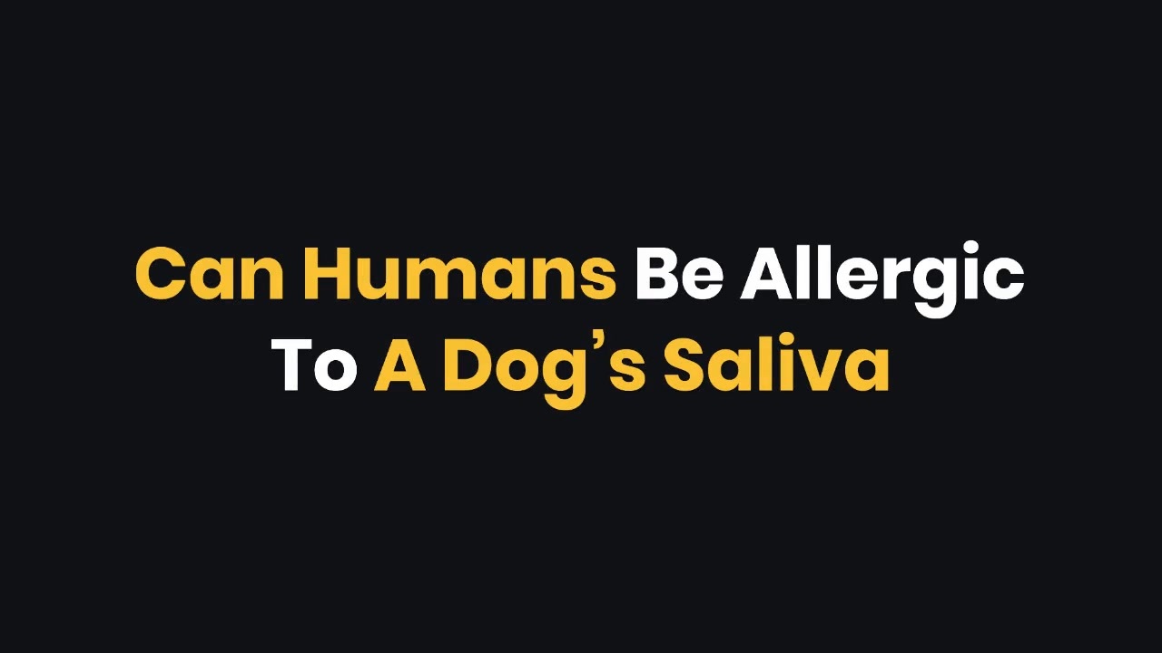 Can Humans Be Allergic To A Dog’s Saliva ニコニコ