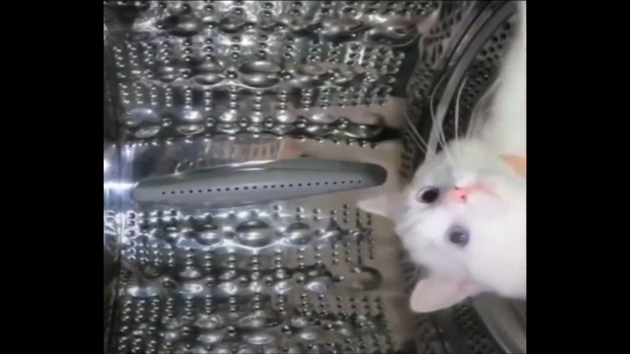 人気の 宇宙猫 動画 260本 ニコニコ動画