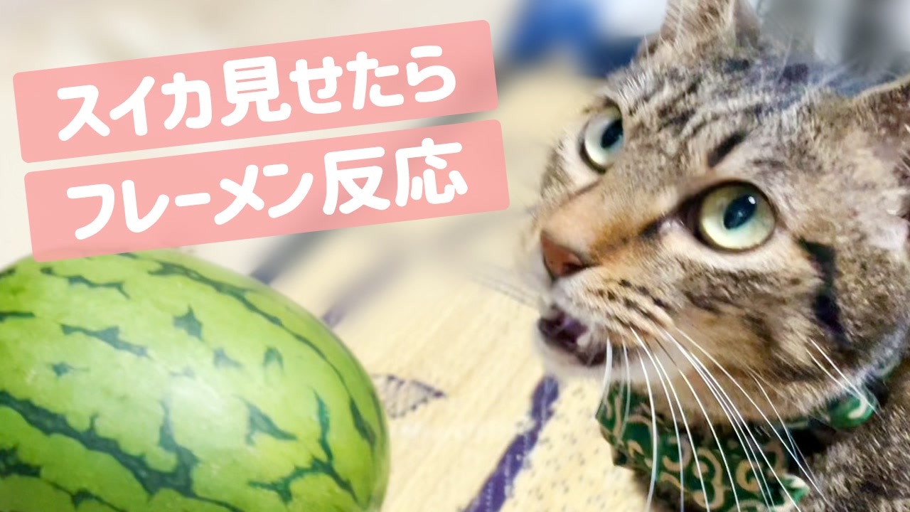 人気の 猫 フレーメン反応 動画 40本 ニコニコ動画