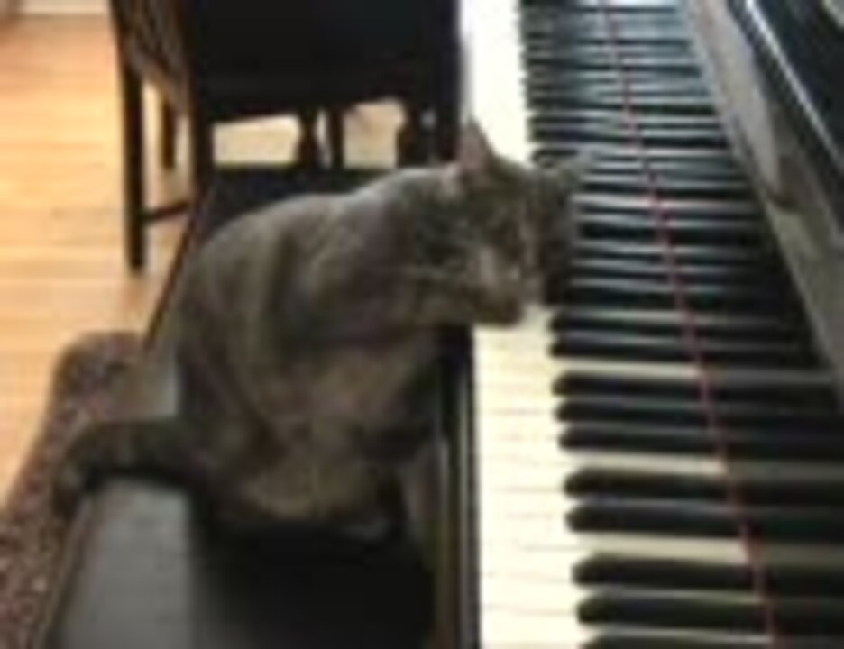 猫ピアノ ニコニコ動画