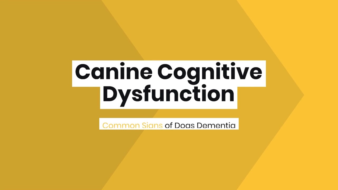 Canine Cognitive Dysfunction Common Signs of Dogs Dementia - ニコニコ動画
