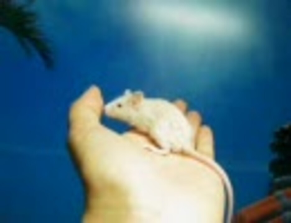 人気の ハツカネズミ 動画 54本 ニコニコ動画