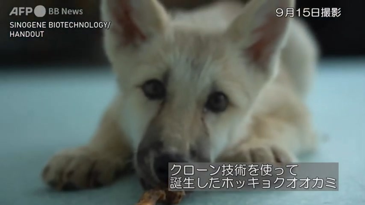 人気の ホッキョクオオカミ 動画 6本 ニコニコ動画