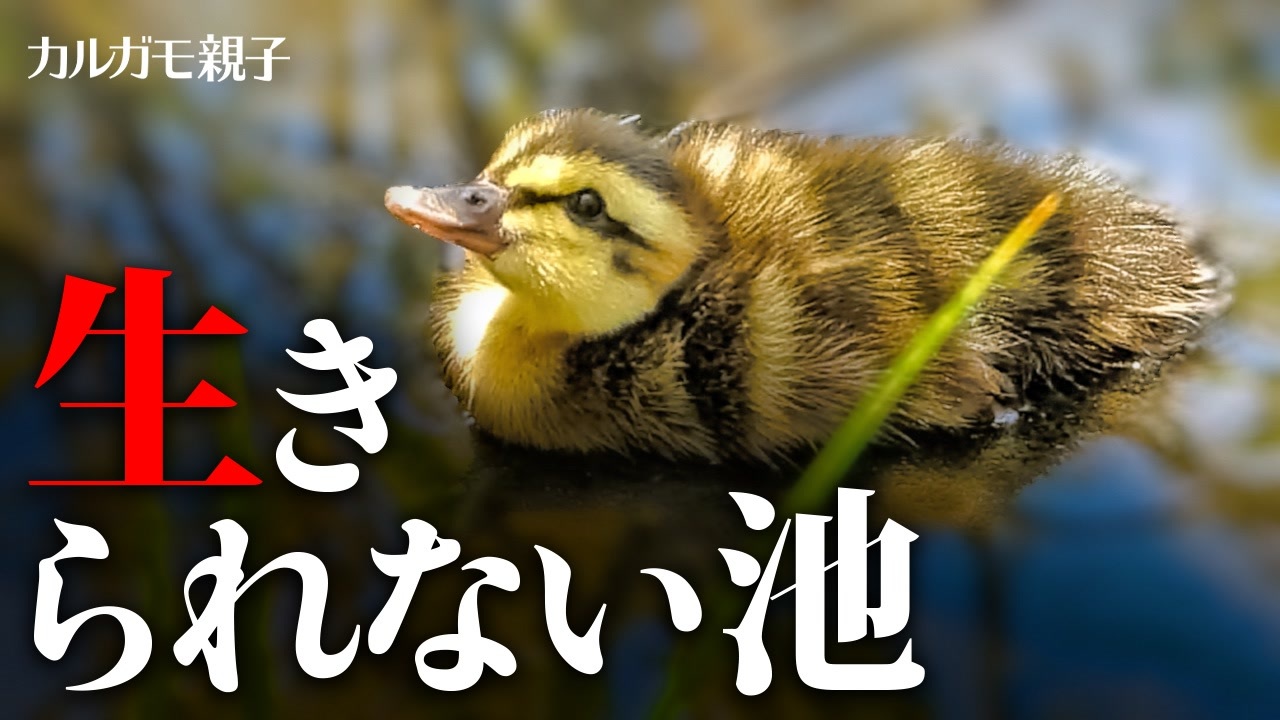 身近な生き物語366日 02 全1件 Mochi Oさんのシリーズ ニコニコ動画