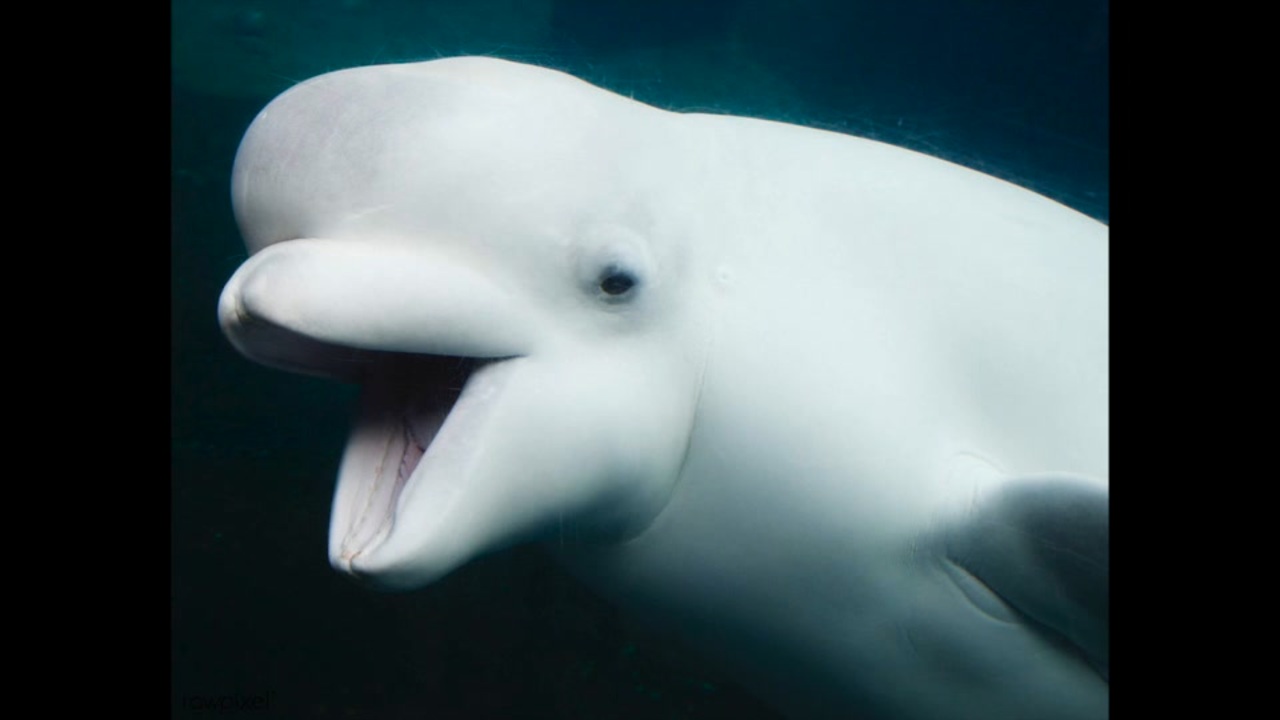 【NNIオリジナル】Beluga - ニコニコ動画