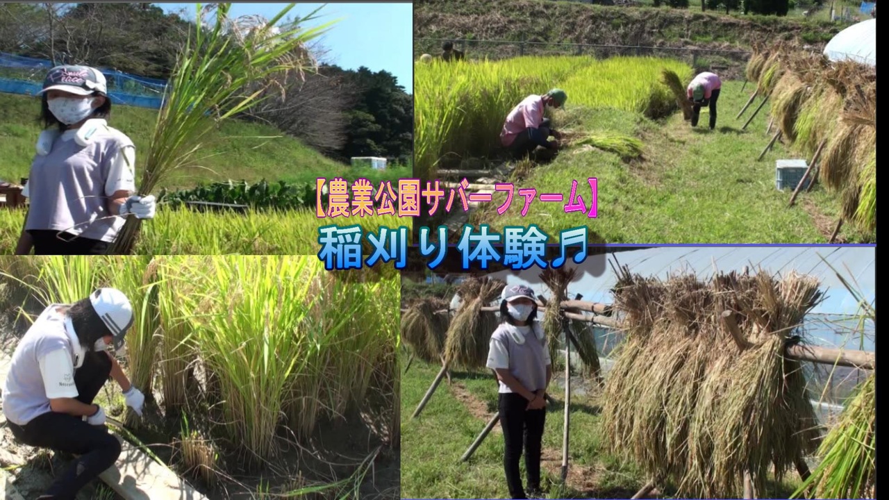 農業公園サバファーム】稲刈り体験をするあい❤太い稲を選ぶので鎌で刈るのが大変です… - ニコニコ動画