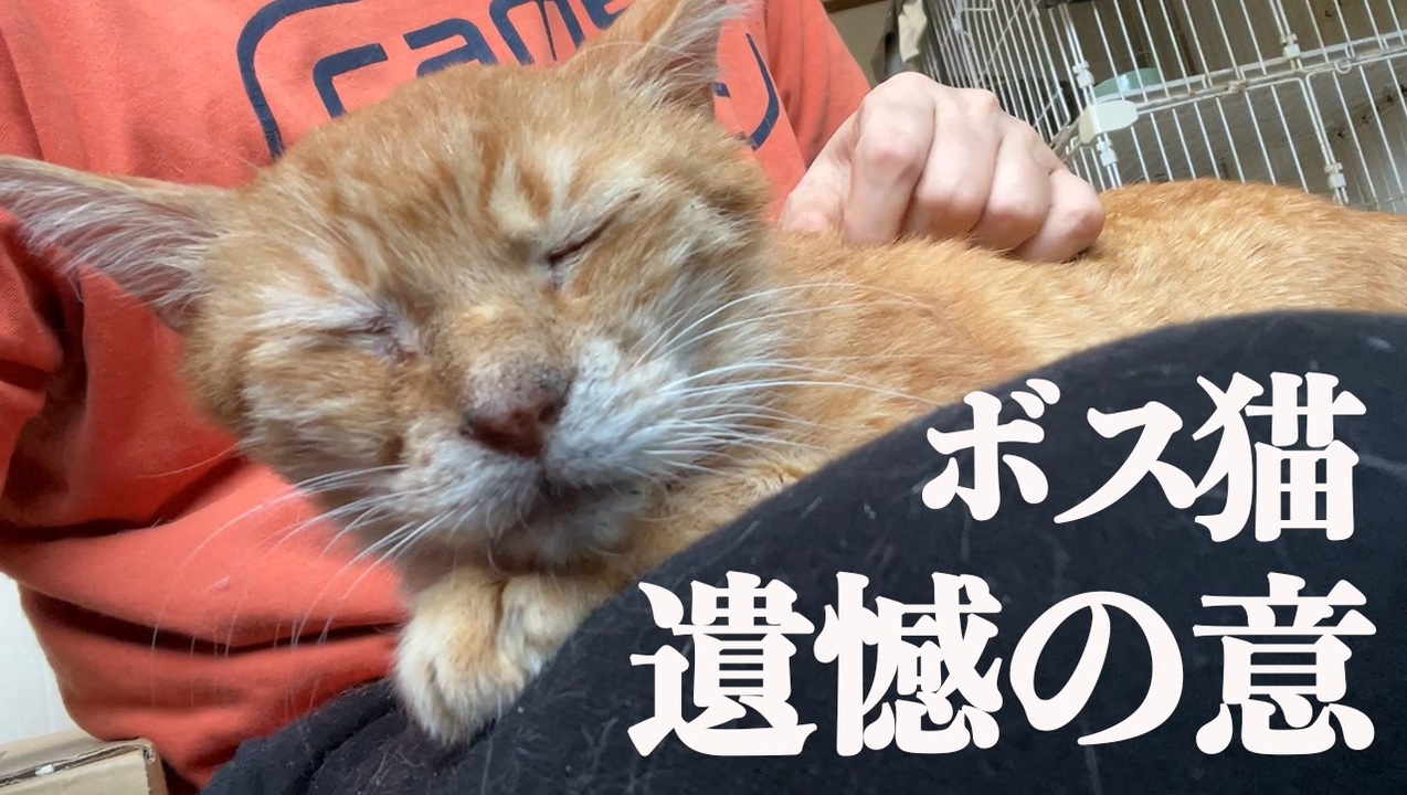 人気の 翡文 動画 147本 ニコニコ動画