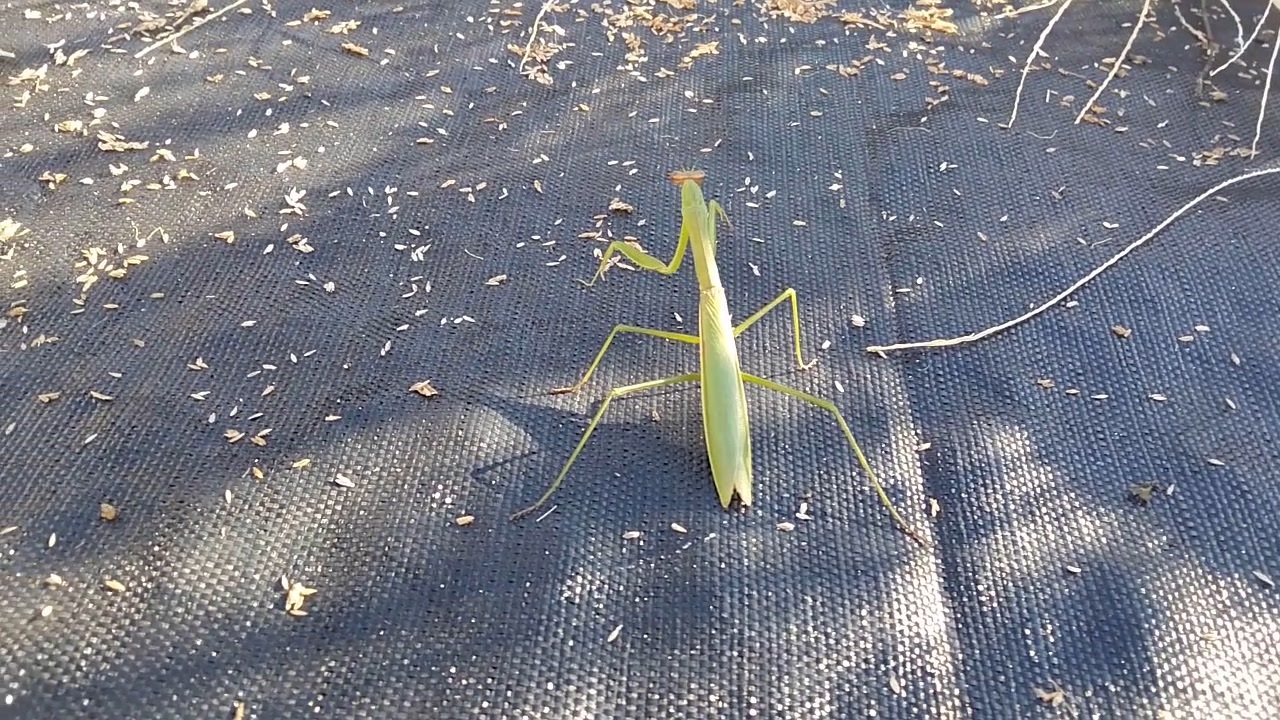 人気の カマキリ 昆虫 動画 93本 ニコニコ動画