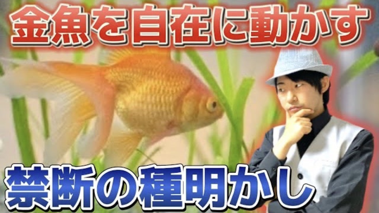 禁断の種明かし】セロ氏・マリック氏ごめんなさい‼️金魚を自在に操るマジック大暴露【動画消すかも】 - ニコニコ動画