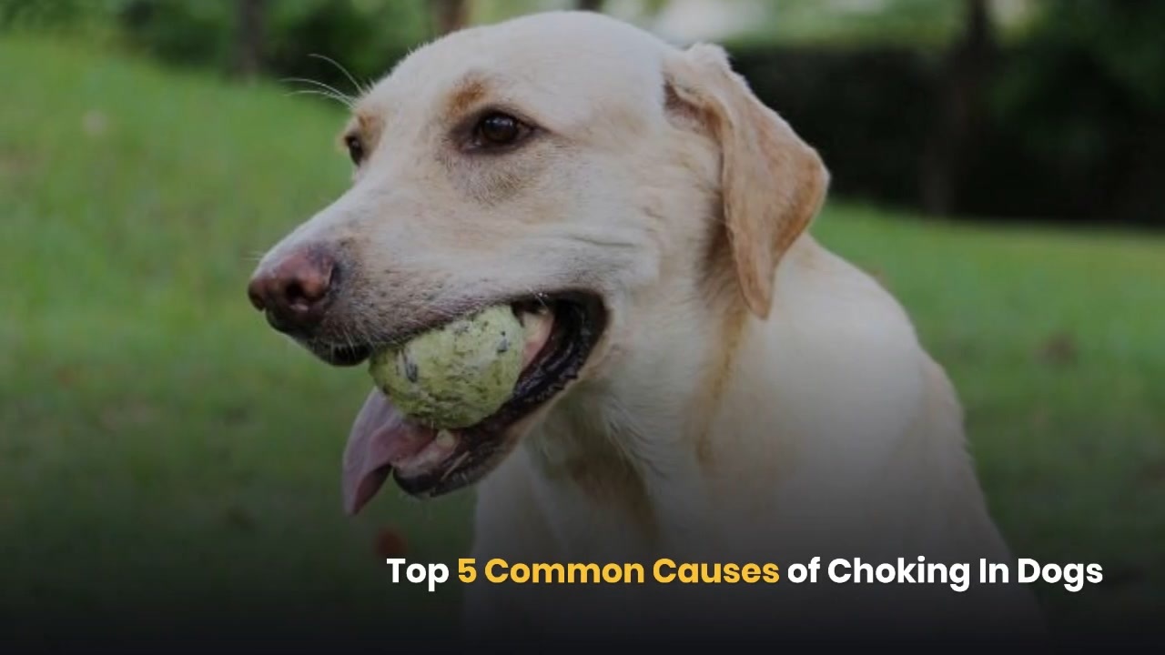 Photo inspiration: Choking Dog Causes Reference: Top 5 Common Causes Of Choking In Dogs