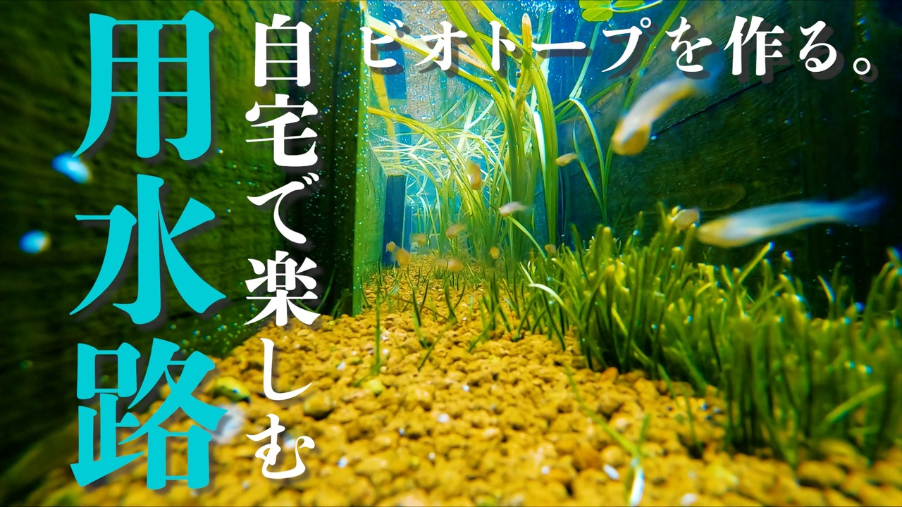 自宅で楽しむ用水路 ビオトープをつくる 秋のビオトープの様子 庭に小川をdiy ニコニコ動画