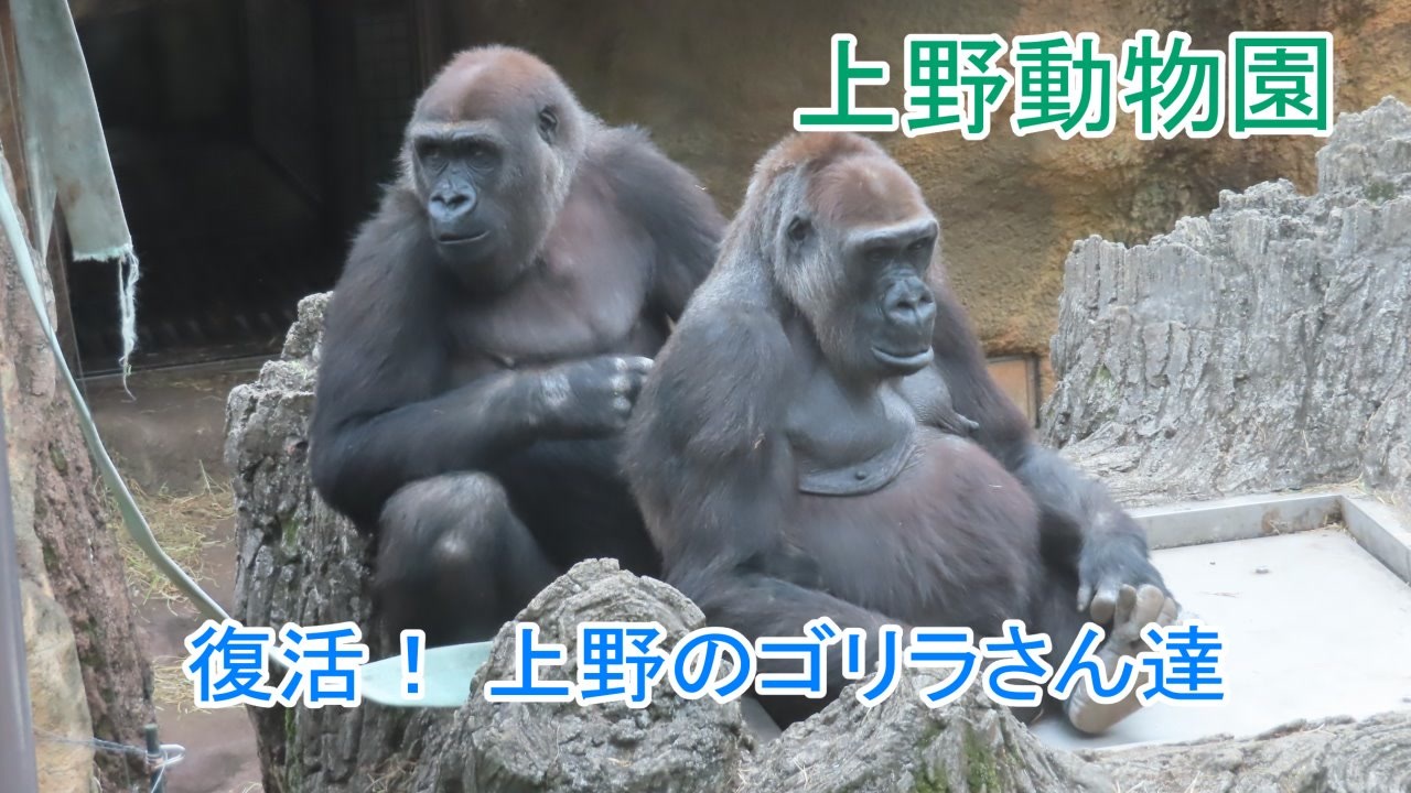 人気の 上野動物園 ゴリラ 動画 19本 ニコニコ動画