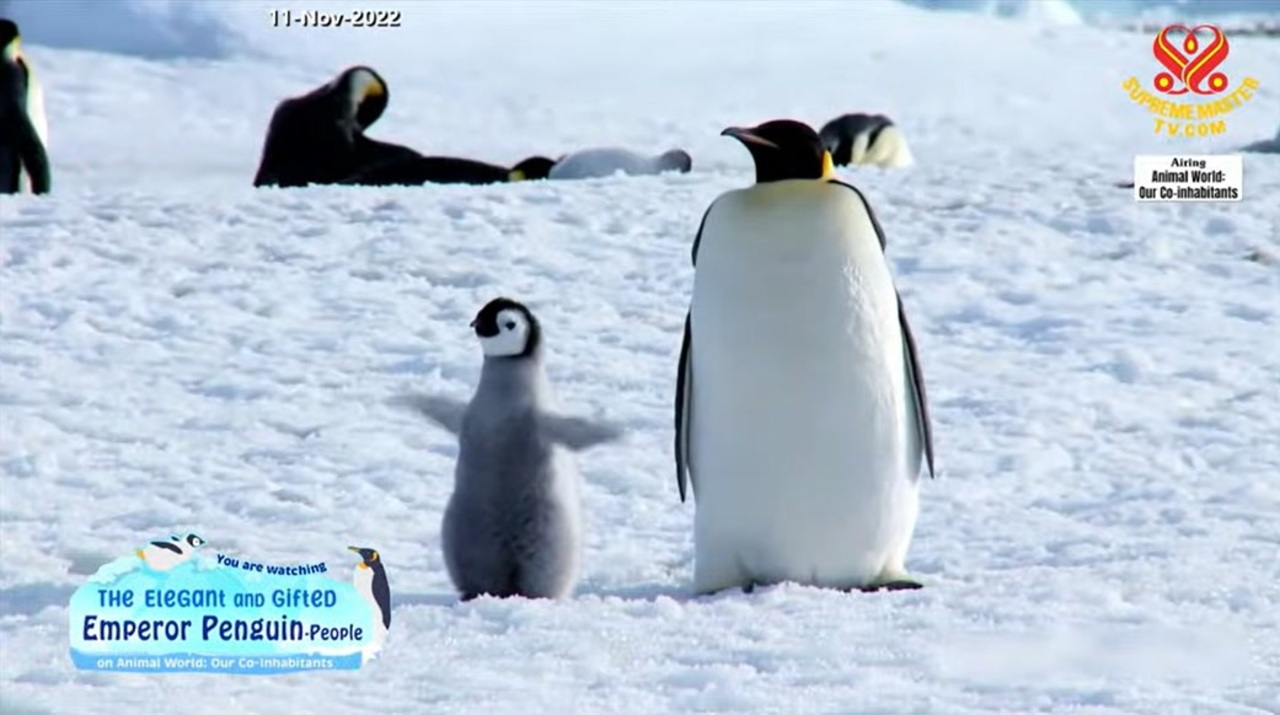 人気の コウテイペンギン 動画 66本 ニコニコ動画