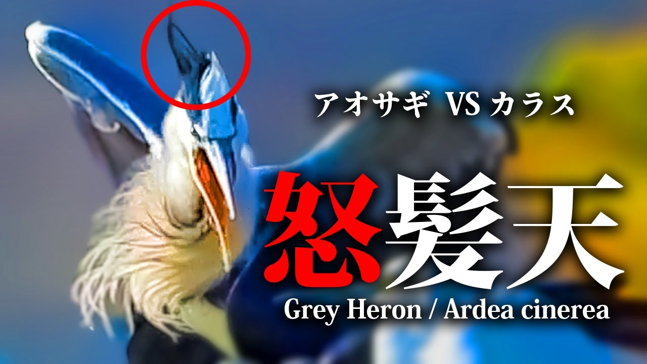 Vsカラス2種 野鳥の鳴き声 アオサギの鳴き声 ニコニコ動画