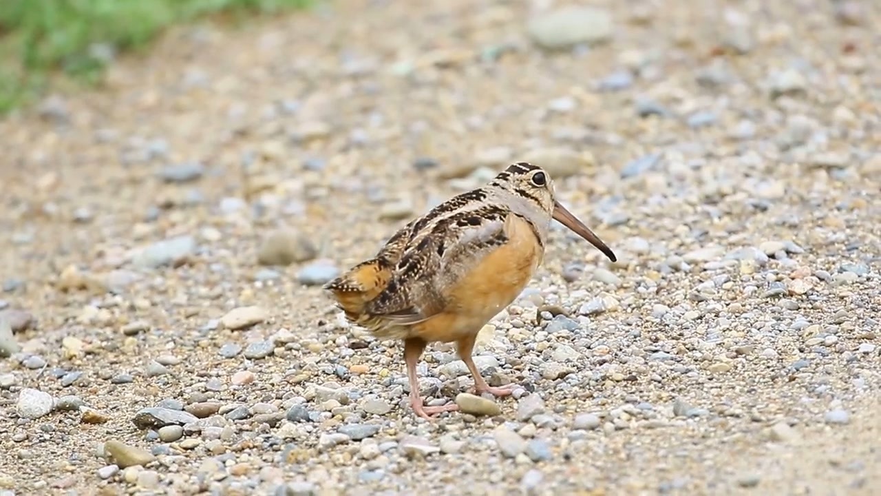 アメリカヤマシギ ニコニコ動画