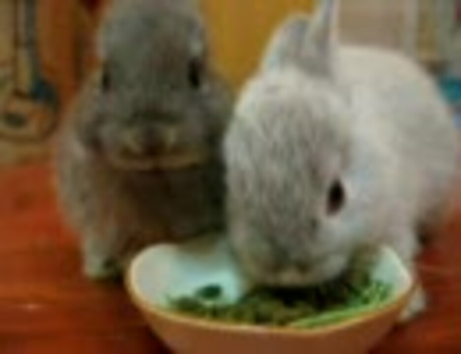 Маленький кролик проголодался. Видео про кроликов. Включи видео кролики