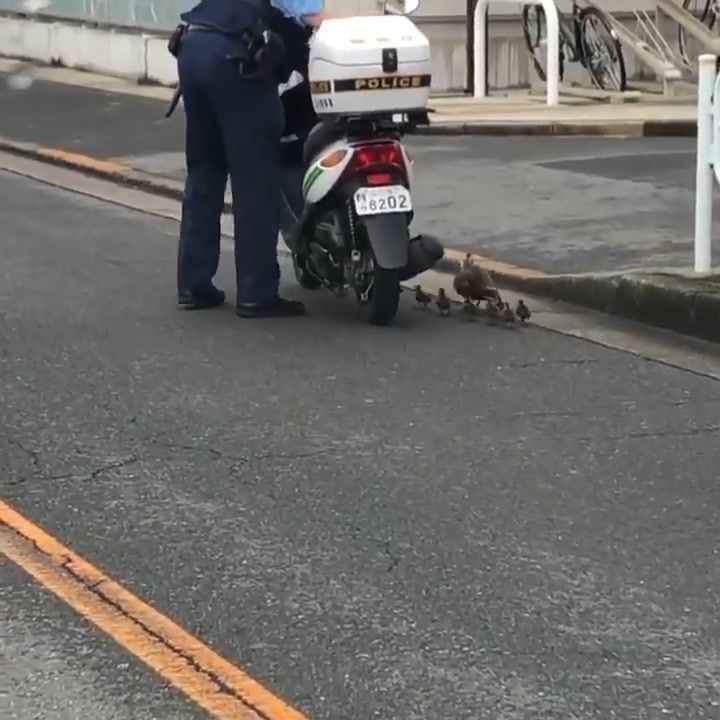 ホモと見る　朝からカルガモ親子を誘導する警察 - ニコニコ動画