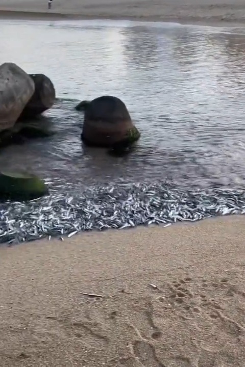 ホモと見る　大漁に砂浜に打ち上がる魚を見て流石の猫さんも引いてしまう - ニコニコ動画