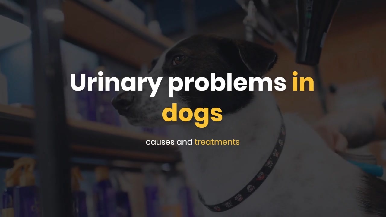 Urinary problems in dogs causes and treatments ニコニコ動画