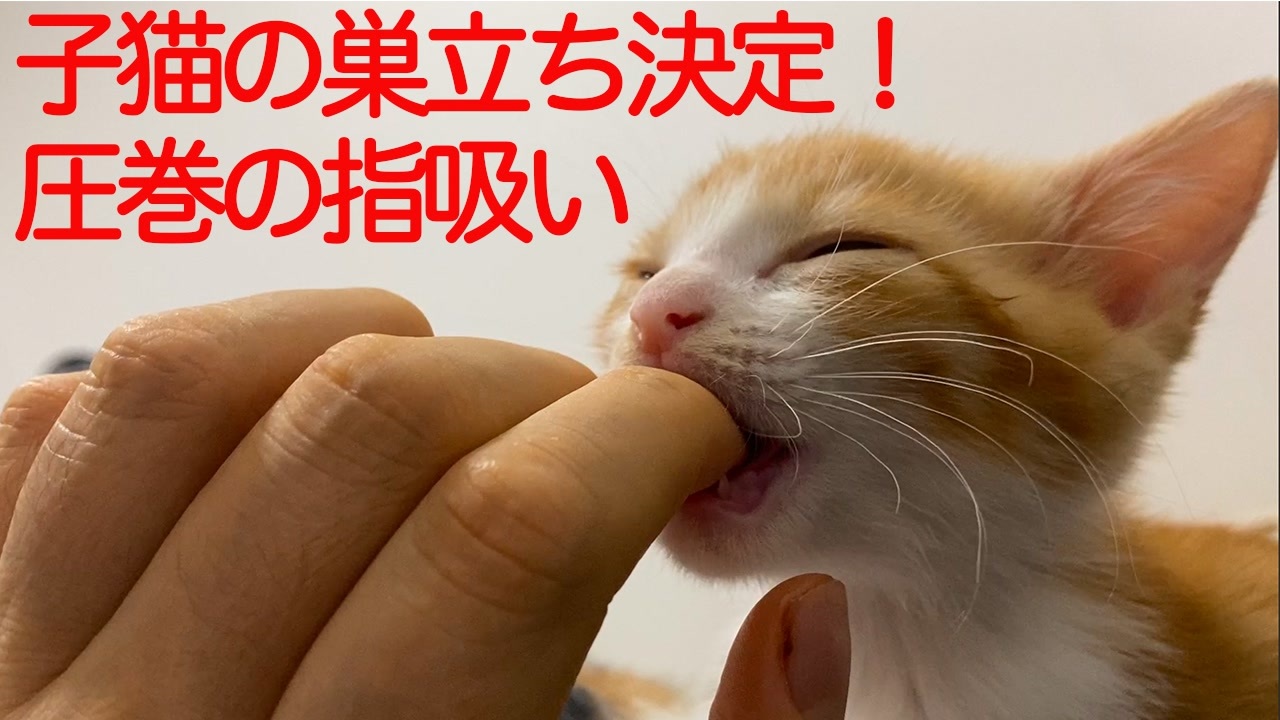 妹系子猫、巣立ちが決まって赤ちゃんになる - ニコニコ動画