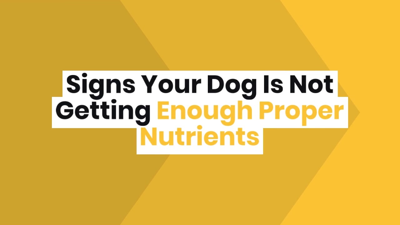 signs-your-dog-is-not-getting-enough-proper-nutrients