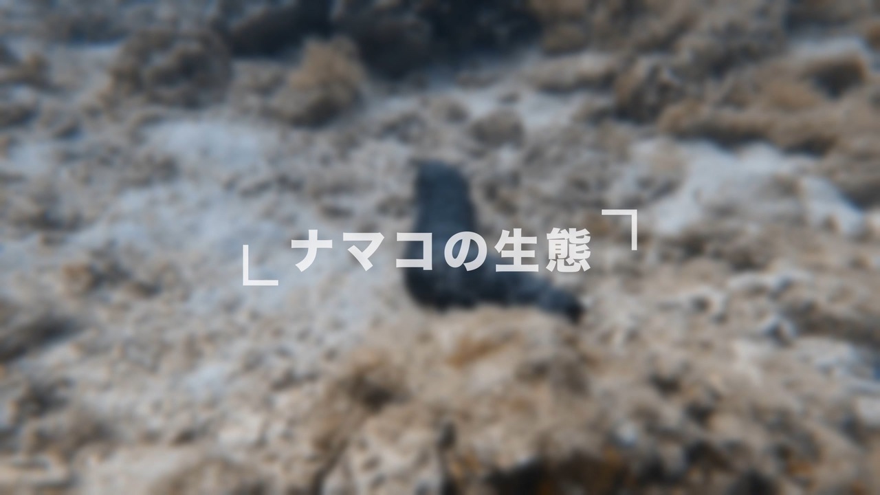 ナマコの生態解説！体に隠された秘密とは？海中のお掃除屋さん【海鼠】 - ニコニコ動画