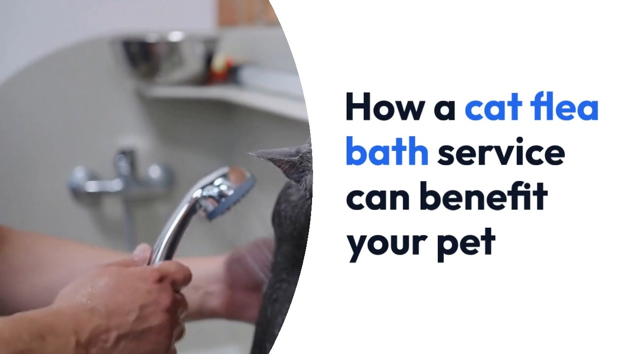 How a cat flea bath service can benefit your pet ニコニコ動画